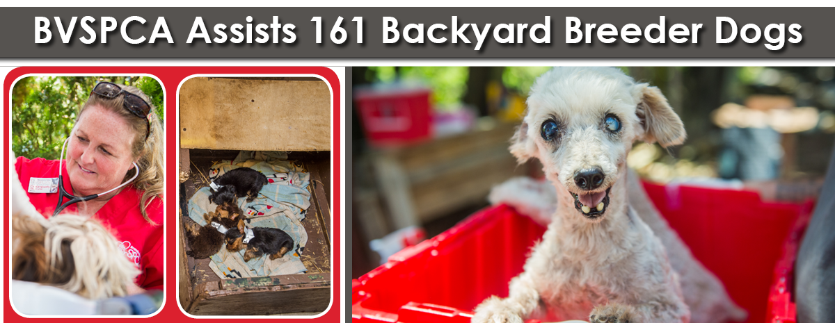 BVSPCA Assists 161 Backyard Breeder Dogs